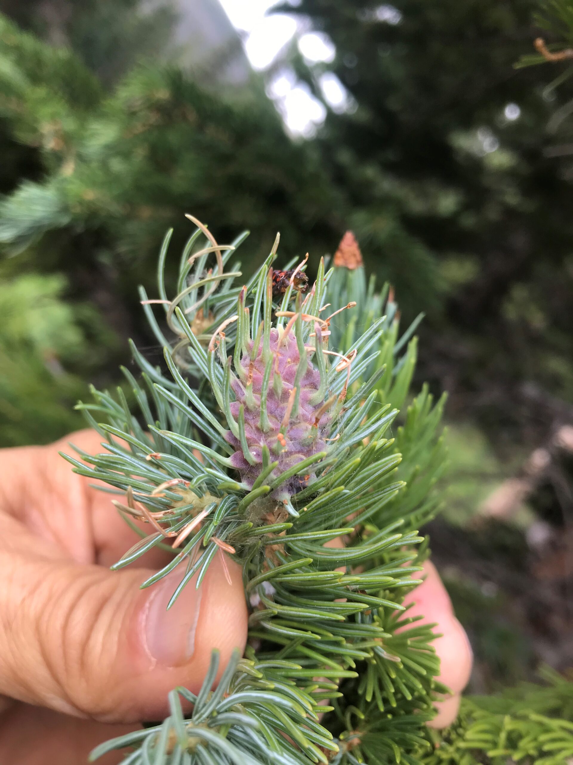 Cooly Spruce Gall on Spruce