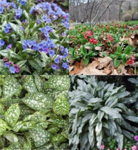 lungwort (Pulmonaria)