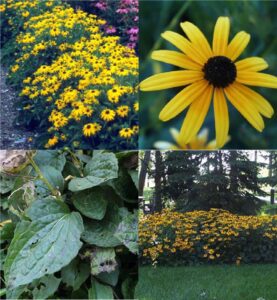 orange coneflower (Rudbeckia)
