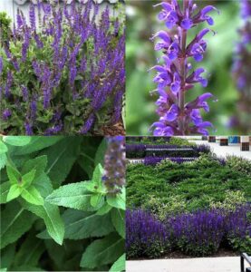 hybrid perennial salvia (Salvia)