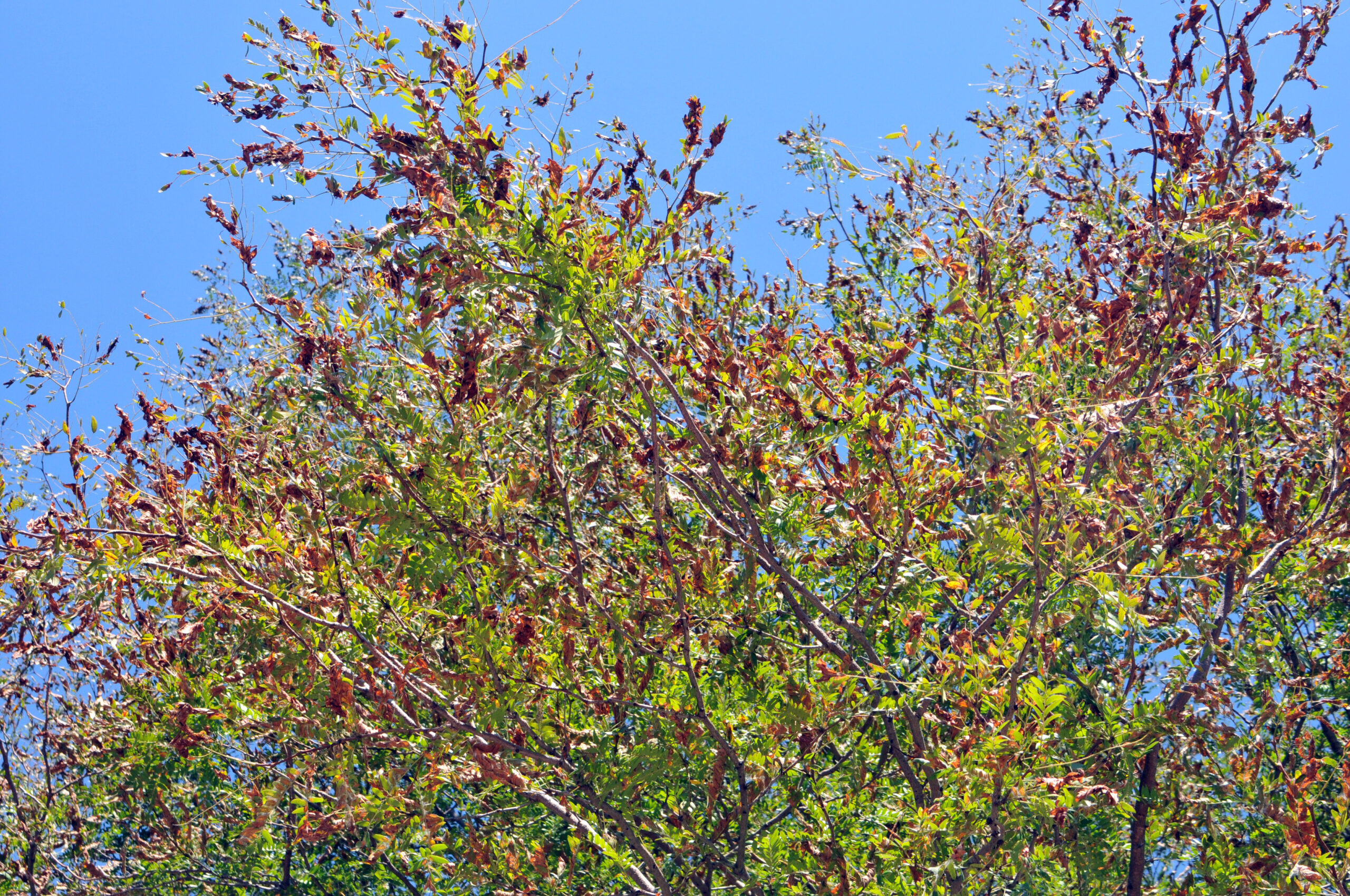 Mimosa WWdmg Locust Leaves