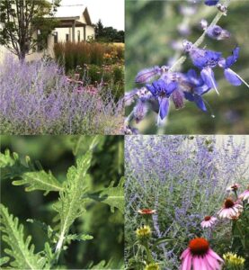 Russian sage (Salvia)