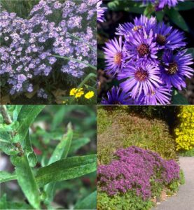 New England aster (Symphyotrichum)