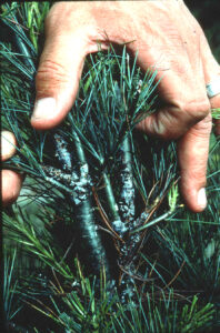 twig chewing weevil injury