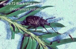 Black Vine Weevil