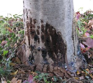 Phytophthora crown rot of maple.