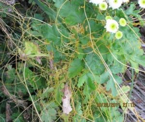 Dodder, a parasitic plant, infecting a mum. Unlike other plant pathogens, dodder is best managed using pre-emergent herbicides.
