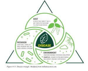 Disease triangle. Modified from iwilltakeaction.com.