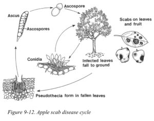 Apple scab disease cycle