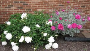 Stark contrast between powdery mildew susceptible and resistant peonies
