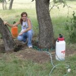 Treating an oak with Alamo to protect against oak wilt. Photo by Dave Appel.