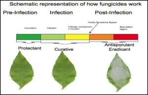 Incorrect timing of fungicides is a leading cause of disease control failure. If you wait to apply fungicides until the symptom are severe it will be too late!