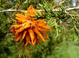 Cedar-hawthorn rust on juniper.