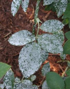 Excellent coverage but not particularly attractive.