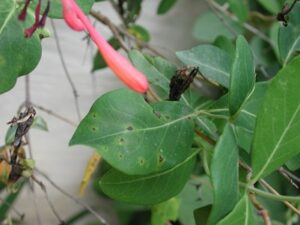 By the time you see spots, it is often too late for a fungicide to effectively manage the problem. The leaf above may me producing over 100,000 spores!