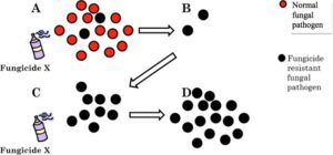Over time, and with repeated application, the fungicide-resistant isolate becomes the only survivor, allowing it to reproduce and evolve. Eventually, Fungicide X will be completely ineffective against the pathogen.