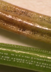 Black erumpent pustules emerging from the Rhizosphaera infected needle on top. Bands of healthy white stomata are seen below