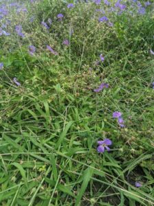 A grass-selective herbicide could be used to control crabgrass growing in this landscape bed containing cranesbill geranium, a broadleaf plant.