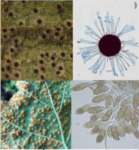 Powdery mildew pustules include chasmothecia that look like koosh balls (top); Rust pustules on hollyhock (lower left) produce hundreds of thousands of spore per leaf (lower right).