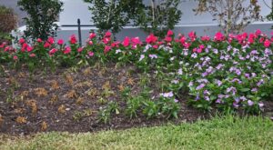 Phytophthora root rot on vinca. Photo by TAMU Extension.