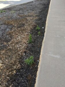 Glyphosate-resistant marestail (Erigeron canadensis) is common throughout Indiana. This barren patch of soil was repeated treated with glyphosate to manage emerged weeds and contributed to the selection of glyphosate-resistant marestail.