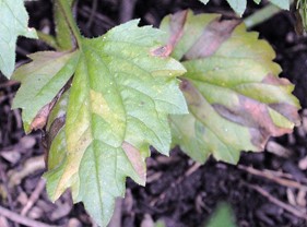 Foliar nematode create a net-like pattern of lesions on broadleaf plants.