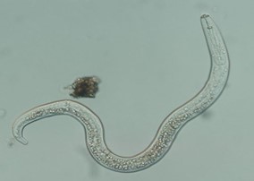 Lesion nematode. Arrow points to the stylet that identifies this as a parasitic nematode. Most nematodes are free-living and feed on bacteria.