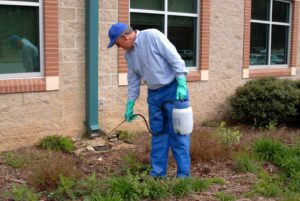 Photo a spot application of weeds in a landscape bed. Spot treatment of weeds are commonly needed in the summer months when summer annual weeds and perennial sedges often out-compete the turf in challenging areas such as next to sidewalks, driveways, and other weak areas of the lawn.