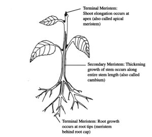 Types and locations of meristems.