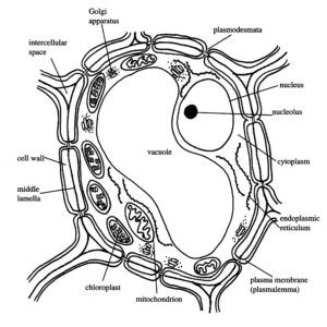 Generalized plant cell.