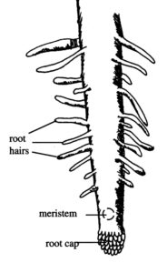 Typical root tip.