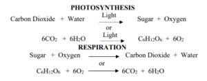 Photosynthesis and respiration.