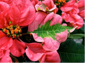 Rugosity from normal horticultural selection