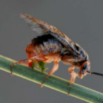 sawfly ovipost