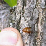 ash clearwing