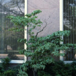 injury from dogwood borer