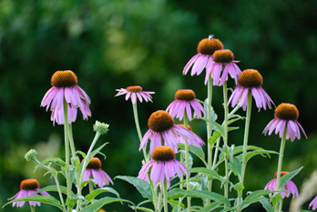 Purple coneflowers