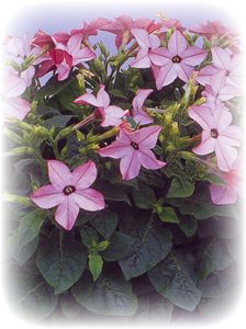 picture of the Nicotiana "Avalon Bright Pink" plant showing blooms