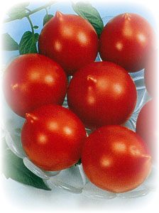 picture of a cluster of the Tomato "Jolly"