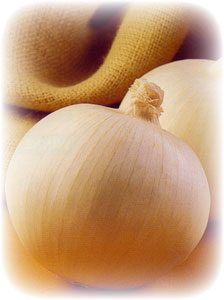 picture of an individual onion "Super Star,"