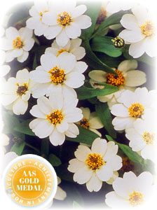 close-up picture of Zinnia "Profusion White," a daisy-like, white zinnia, showing flower of plant