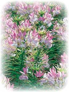 close-up of the Cleome Sparkler Blush plant showing the pink flowers.
