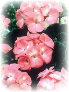 image of the rose colored blossoms of the Black Magic Rose geranium