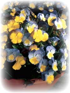 close up of this pansy plant showing lots of flowers