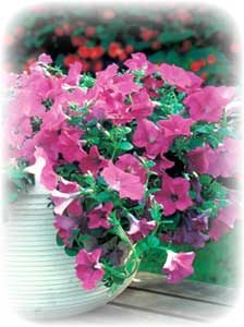 picture of the Lavender Wave petunia plant in a pot shoing the profusions of flowers.