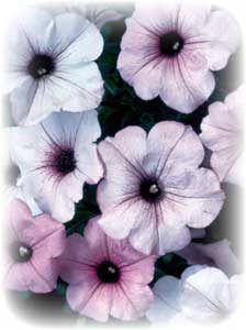 close-up of the flowers of the Tidal Wave Silver petunia