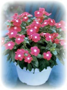picture of the Jaio Scarlet Eye Vinca plant in a pot