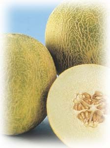 Melon 'Angel' is an early Mediterranean-type melon with crisp, white flesh and outstanding sweet flavor. 