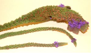 Picture of Fasciated flower spike of Verbena hastata (photo credit: Rosie Lerner, Purdue Extension).