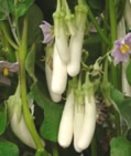 Picture of Eggplant 'Gretel', the earliest of the white eggplant.